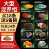 【Large Mixed Breeding Group】Buy 18 and get 6 spares