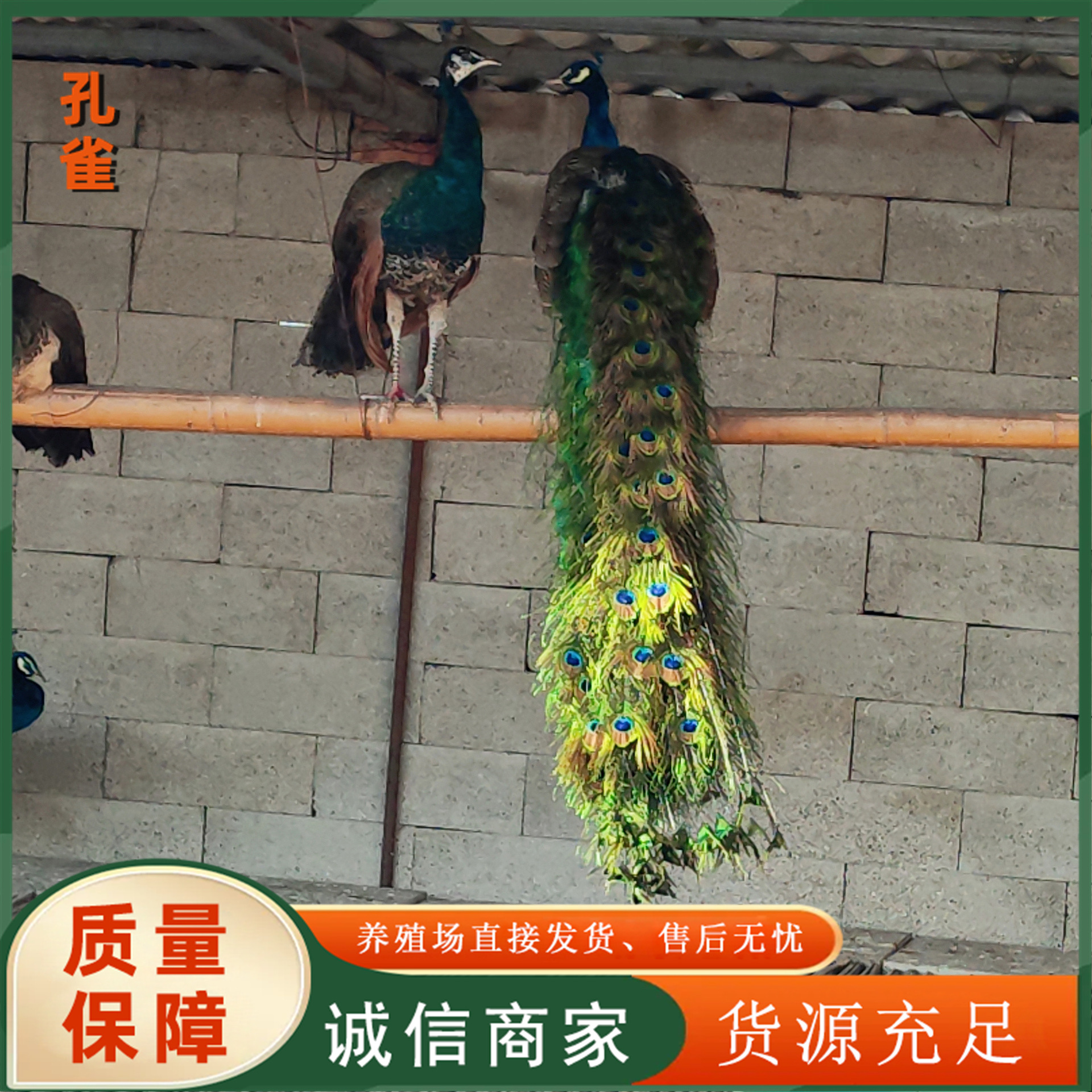 552534859ae547835a3158ced9b54f