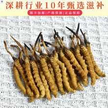 西藏高海拔头期短尾巴草头小黄芽无断草滋补煲汤泡酒干货那曲虫草