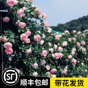 ��1��6���硿�Nޱ�����ٱ��¼��ش�����ֲ���ļ��_��������õ��