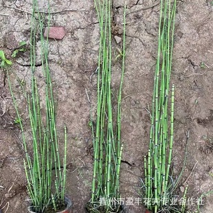 Wood Thief Grass Potted Plant, Evergreen and Cold-Resistant for All Seasons, Birthday-Style Waterscape, Aquatic Flower Plant, Pen Tip Grass, Pen Tube Grass