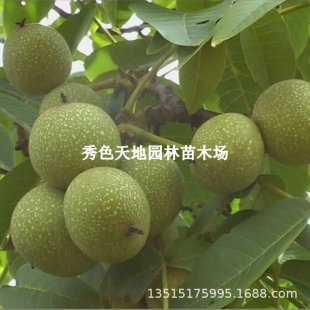 �޽ӽ���1̖8̖��Ƥ���Ҙ���籡����Ƥ�������ϱ���ͥԺ�����