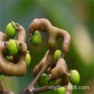 �՗����� �f�۹����� �uצ�B���h�殔��Y���ϱ���ͥԺ�Nֲ������