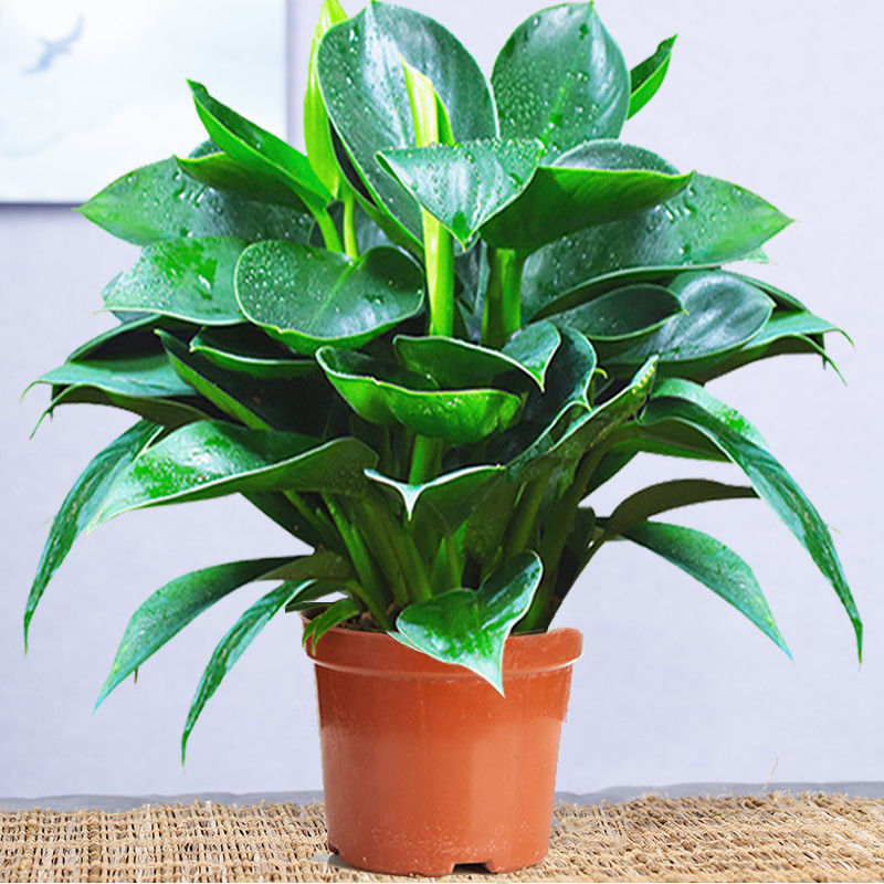 25-30cm 황금 다이아몬드 3개(오리지널 흙 냄비) + 영양액 2개