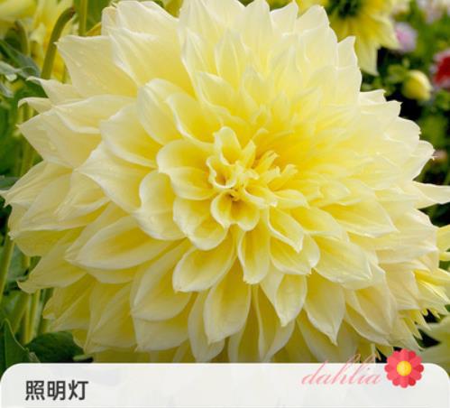 照明17