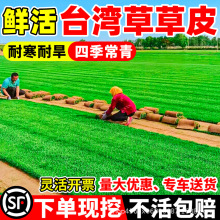 台湾草草皮真草坪带泥土别墅花园绿化四季青果岭草马尼拉草皮带土