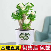 �Ϙ�����ֲ���҃����Ի��ܰlؔ���ļ�������B�׻��ͺ��Gֲ