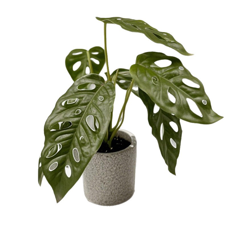 Simulación nórdica Planta verde Tortuga espalda hada Taro Escritorio Bonsai Sala de estar Hogar Decoración del suelo Decoración Decoración Paisaje de plantas falsas