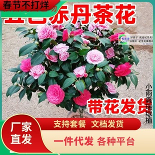 һ�����l����ɽ�軨���Ԏ���������ֲ���҃Ⱥ��B���N�ļ��_������