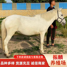 �^�p���R���^�T�˰��R �����T�ĵ±����R�rС���R�Bֳ��