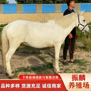 观赏矮马景区骑乘矮马 可以骑的德保矮马价小矮马养殖场