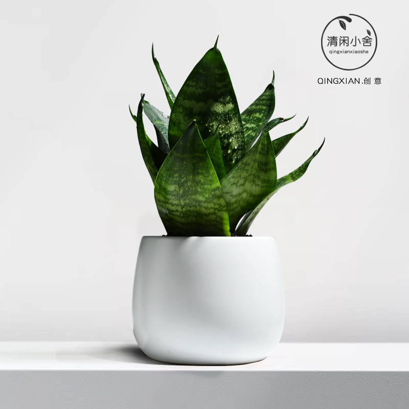 planta verde de orquídea de tigre, planta de aire purificado interior, orquídea de tigre, resistencia a la sombra, buena conservación de orquídea holandesa, planta de mesa en maceta
