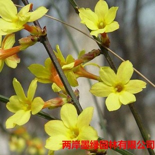 Chrysanthemum Seedlings for Courtyard Greening, Climbing Vines, Fragrant Primrose Plants, Cold-Resistant and Heat-Resistant Slope Protection Engineering Green Plants