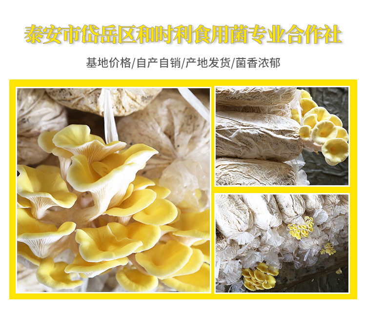 榆黄菇菌种---榆黄菇菌包菌棒6斤_02.jpg