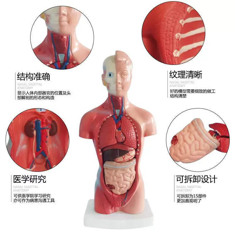 Physiological innards, heart, medicine teaching aids for teaching maths, children's skeleton, 28cm, anatomy, wholesale