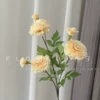 Шампань (пиономальва)