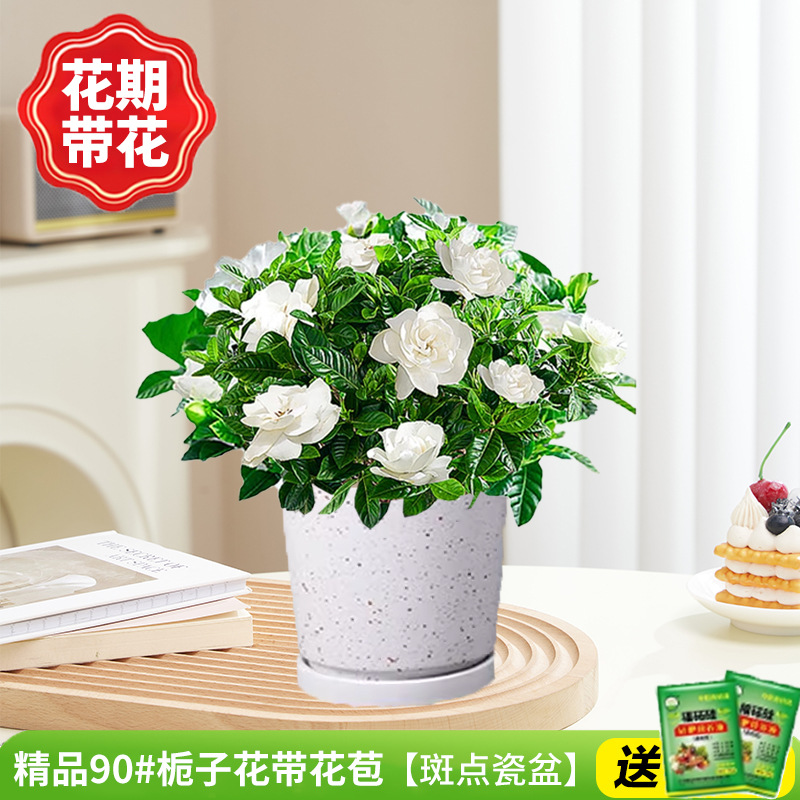 부티크 90#치자나무 개화기(점박이 도자기 화분)에 영양액을 공급