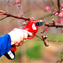 �o�����ʽ늄���֦�� 늼��� ����֦����֦��