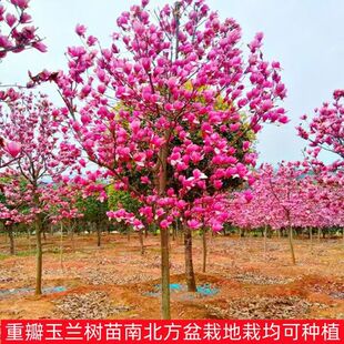 Magnolia Saplings Large Courtyard Red Magnolia White Magnolia Saplings Potted Greening Saplings Landscape Saplings Landscape Trees