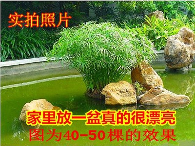 水生植物水竹旱伞草风车草水棕竹鱼池鱼塘水养植物水培盆栽 种苗花卉网