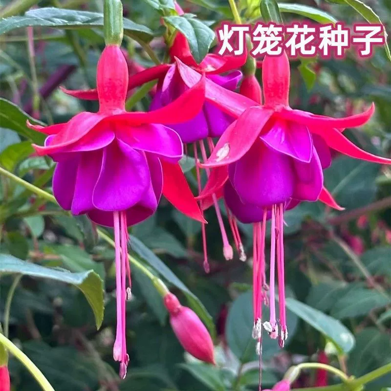Семена двуцветкового подвесного колокольчика, семена четырехсезонных растений, комнатные и уличные горшечные растения колокольчика, семена цветов подвесного орхидеевого фонаря.