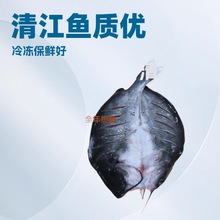 800-1000*12条 烤鱼开背清江鱼 腌制清江鱼 斑点叉尾鮰鱼 永寰