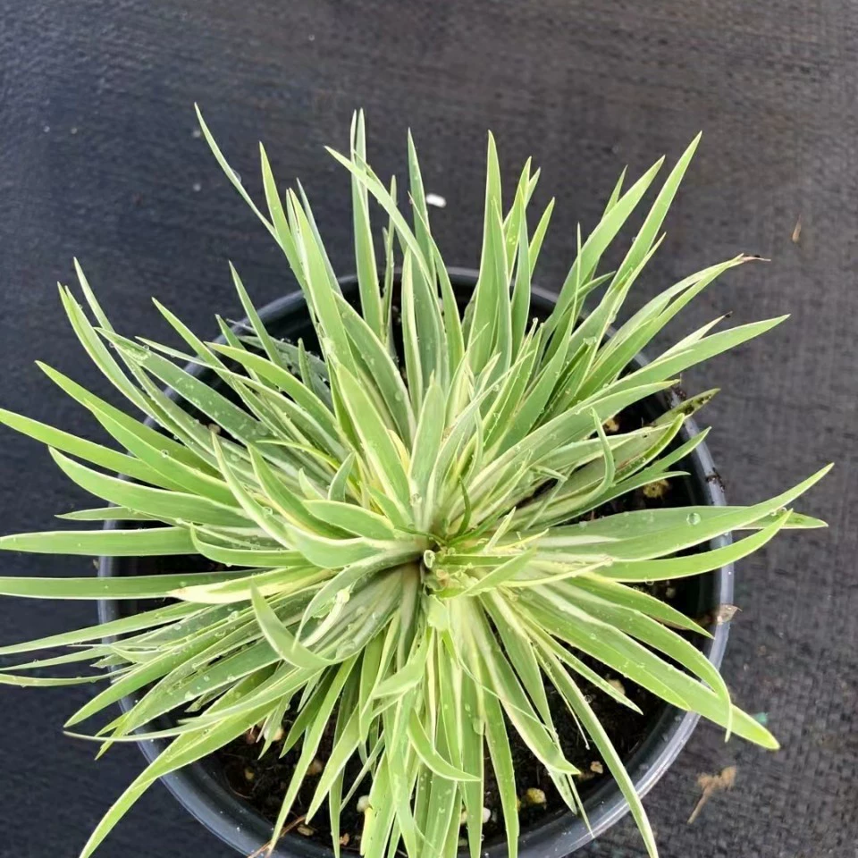 2111 база поставляет цветочные листья в Пномпене