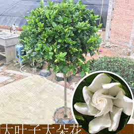 栀子花苗室内阳台盆栽独杆庭院四季开花浓香大小叶牡丹栀子花树苗