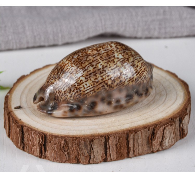 Zi Bei Chi (Concha Mauritiae) — Dried Purple Cowrie Shell Pieces, Traditional Mineral Herb key features