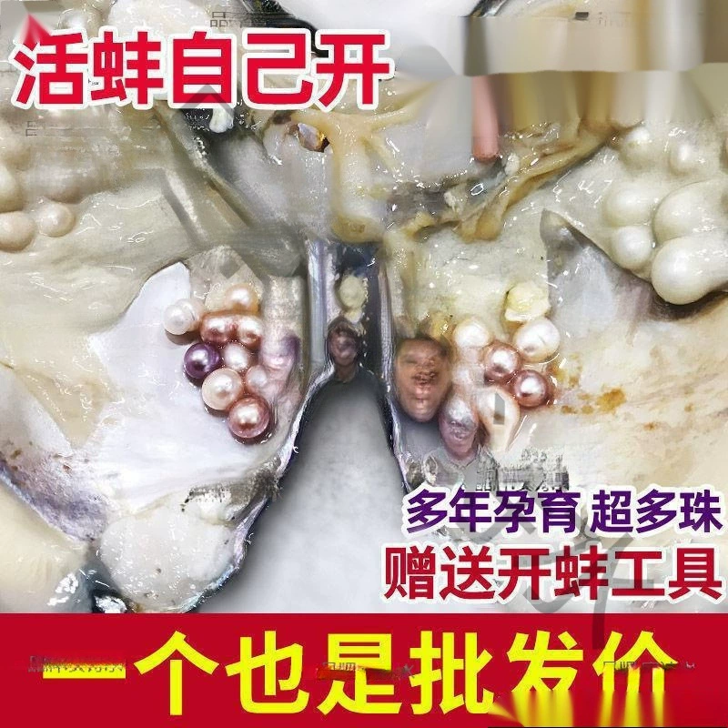 Жемчужный моллюск открывает свою собственную моллюску, чтобы взять жемчуг, пресноводный живой клиск, ракушка, речная клетка, многобусина, одиночная бусина, свежий вакуумный моллюск, оптовая продажа