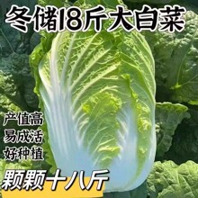 颗颗十八斤越冬储王大白菜种子山东大白菜种子抗病高产多叶白菜籽