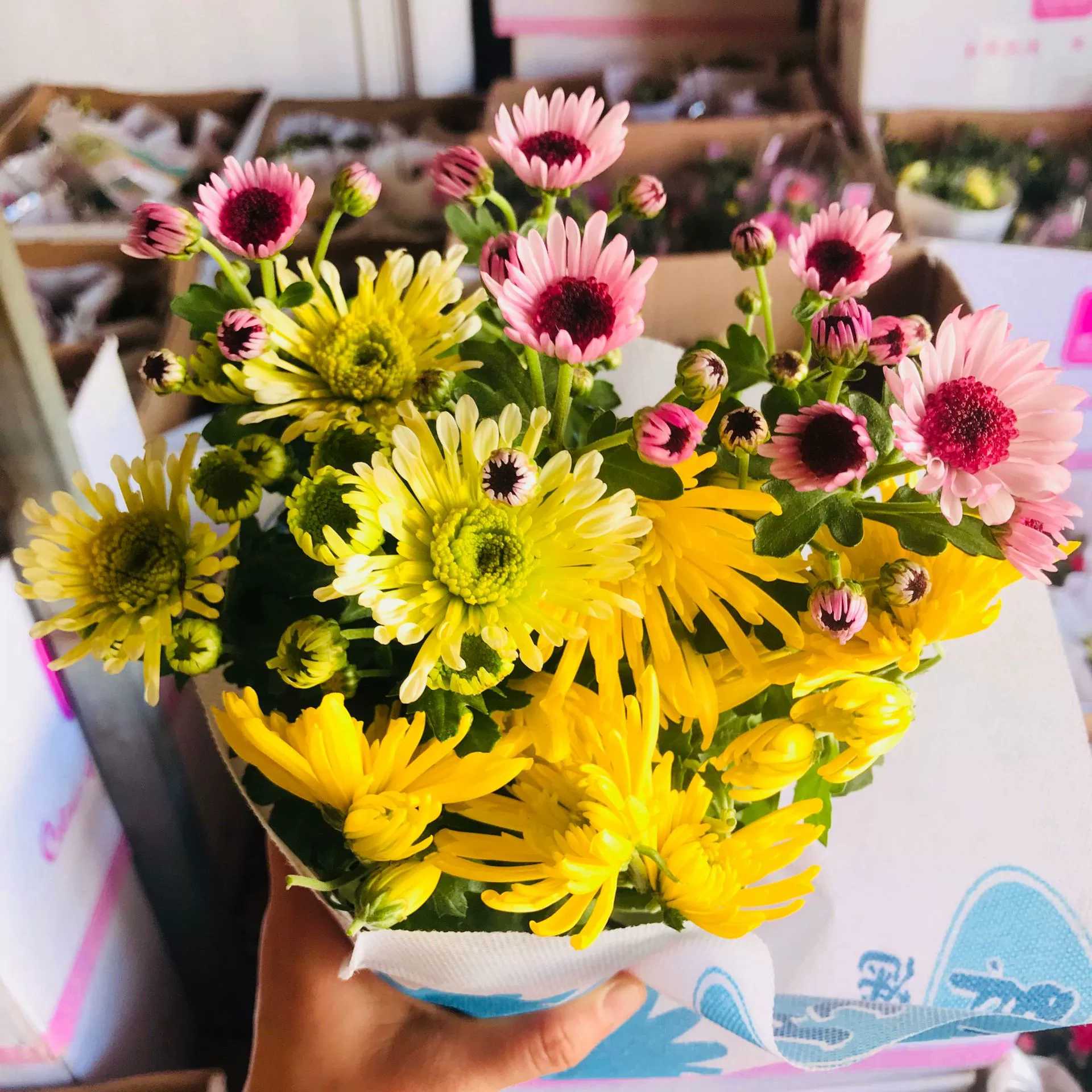 Голландская Хризантема с бутоном Хризантема Маленькое растение в горшке Крытый и открытый балкон Хорошо для Four Seasons Горшечная Хризантема Горшечное растение