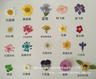 ����Ѻ�� ���� ֲ��˱�DIY�ɻ��׾����r���ٽz��Ů�~��ֲ�q