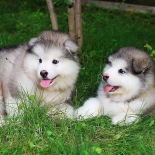 ���N����˹��Ȯ���w��Ȯ����Ȯ���Һڼt�ذ���˹��ѩ��Ȯ��������