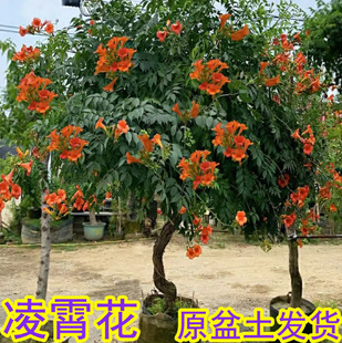 One Piece of Dropshipping Climbing Vine Plant Climbing Flower American Lingxiao Flower Seedling Potted Balcony Courtyard Wall Greening Vine