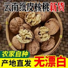 云南核桃年新货纸皮薄壳无漂白纸皮干山核桃纸壳批发代发