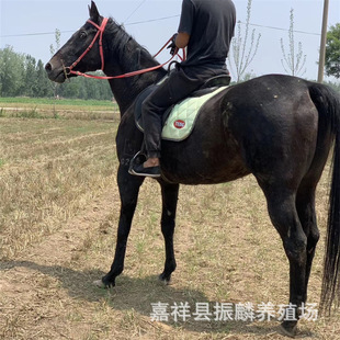 �F���T���R �������Rƥ������ �ɹ��R���l �����R�����Xһƥ