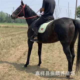 骑乘马 伊犁马 跑马 蒙古马 小马驹多少钱一匹 配送马鞍