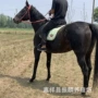 伊犁跑马小马驹多少蒙古马