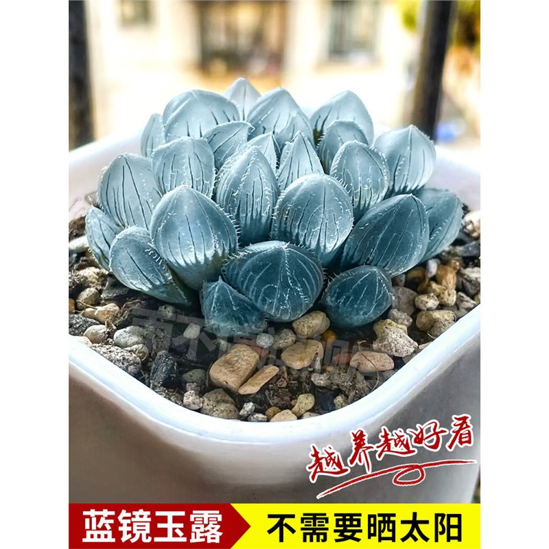 블루 미러 제이드 듀 4-6cm [원래 흙과 함께 배송] 현재 색상은 녹색입니다