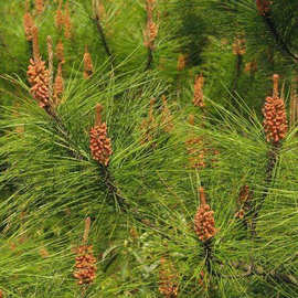 基地直销马尾松绿化苗木 优质马尾松苗 行道风景树 规格全价格优