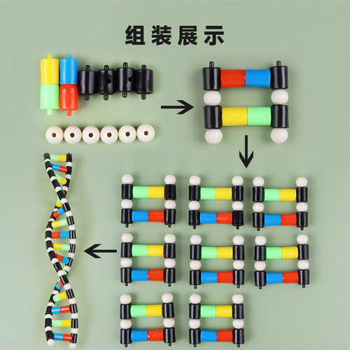 DNA double helix structure model components biological genetic genes and mutation teaching instruments and experimental equipment