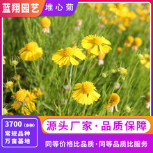 一年生堆心菊花卉种子庭院阳台花园耐寒耐热花卉种子批发