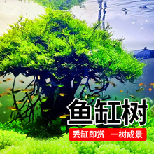 Ī˹����wˮ�ݑ��˳�ľ�~���쾰ӭ�������͆��^Ī˹���Ʒ����