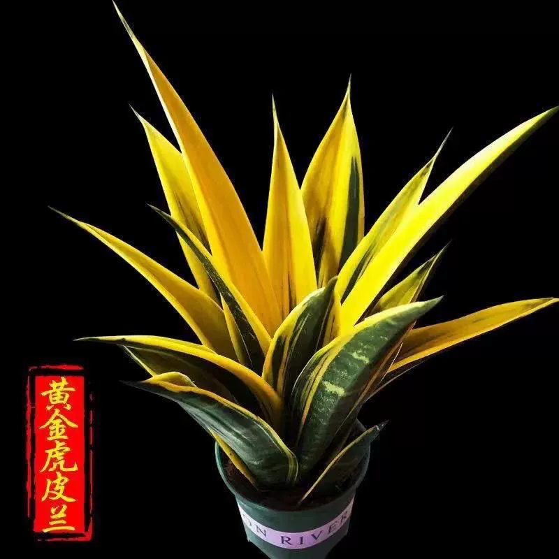 Редкое растение орхидеи с хвостом тигра в горшке, суккулентное бонсай для нового дома, зеленое растение для поглощения формальдегида и защиты от радиации в помещении.