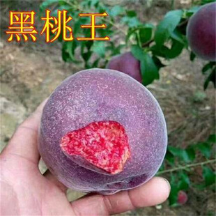 �������Ҙ����޽��ش�ˮ�����Ϸ������Nֲ�������ͥԺ���Ԯ���