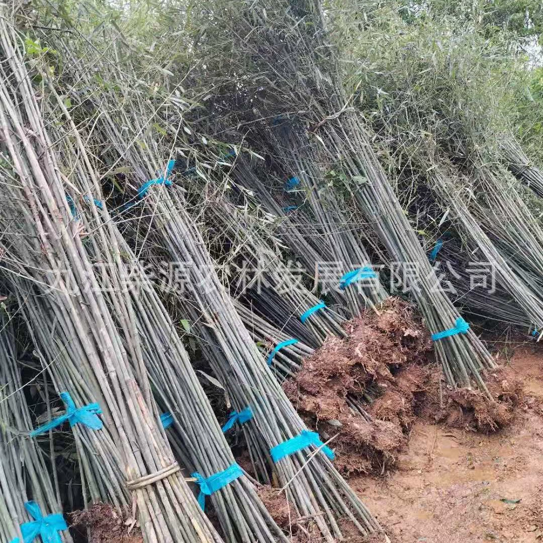 【Оптом】Бамбук, водный бамбук, зеленый бамбук, бамбук Мосо, бамбук Луохань, бамбук Ганьчжу, фиолетовый бамбук, твердый бамбук, бамбук-гнездо.