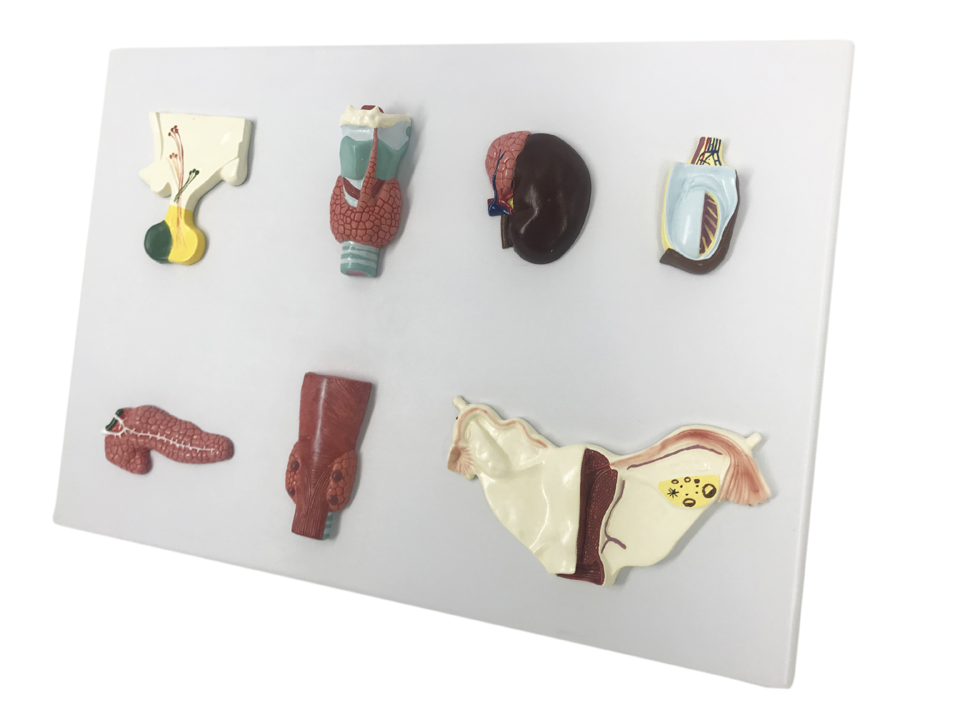 U061 human endocrine organ model