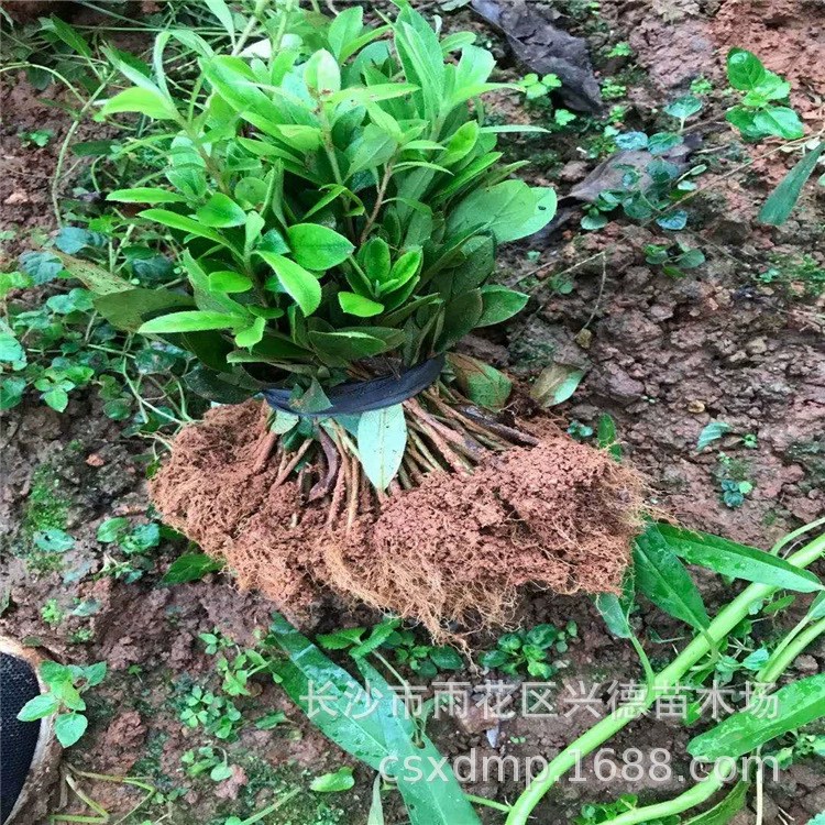 Оптовые рассада азалий, черенки волосатой азалии, весенние рассада азалий, проекты по зеленению