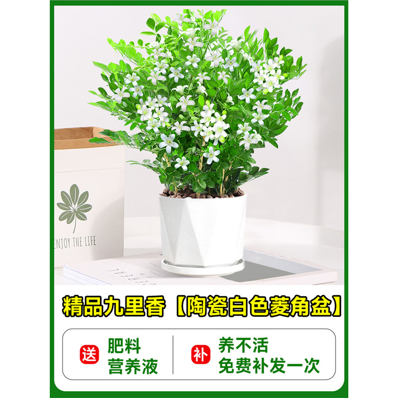 High-quality jiulixiang seedlings [white water chestnut ceramic pot] + fertilizer